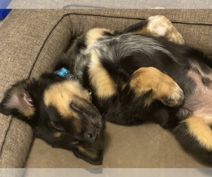 Border Collie-Rottweiler Mix Puppy for sale in St Albert, Alberta, Canada