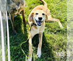 Small Whippet Mix