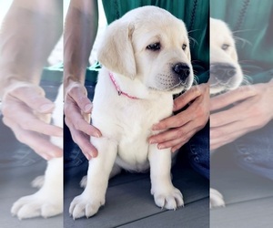 Labrador Retriever Puppy for sale in AURORA, CO, USA