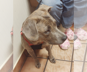 Labrador Retriever-Mountain Cur Mix Dogs for adoption in Camden, SC, USA