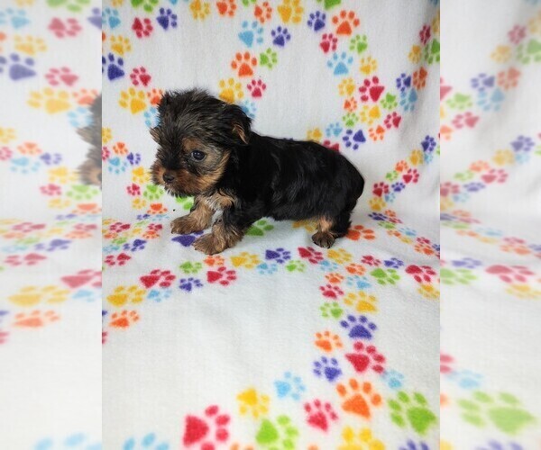 Medium Photo #2 Yorkshire Terrier Puppy For Sale in LAPEER, MI, USA