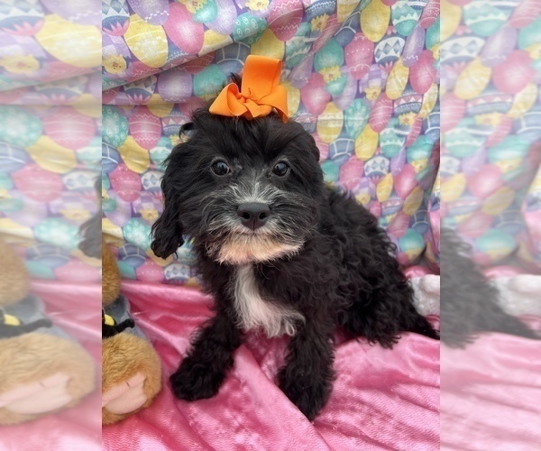 Medium Photo #9 Cavapoo Puppy For Sale in BOLINGBROOK, IL, USA