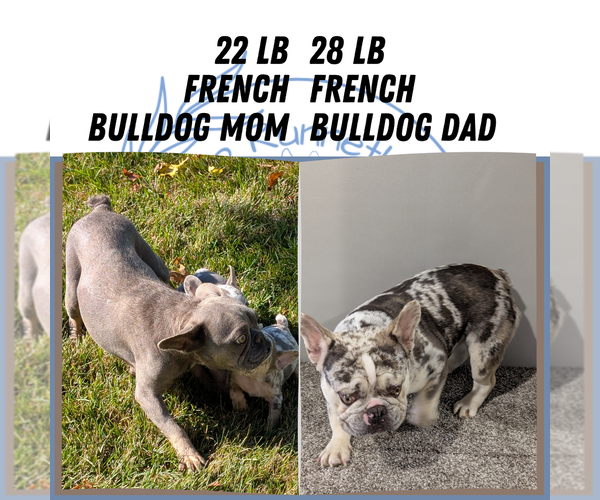 Medium Photo #1 French Bulldog Puppy For Sale in GOSHEN, IN, USA