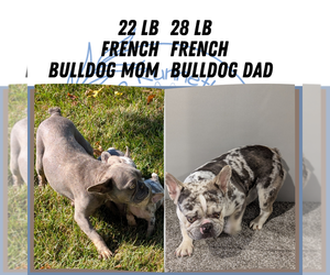 Father of the French Bulldog puppies born on 07/29/2025