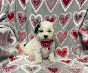 Cavapoo Puppy for sale in JEFFERSONVILLE, IN, USA