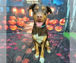 Doberman Pinscher-German Shepherd Dog Mix Dogs for adoption in Long Beach, CA, USA