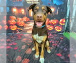 MUFASA - Male Doberman Pinscher-German Shepherd Dog Mix Dog for Adoption - Small photo