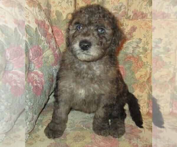 Medium Photo #1 Double Doodle Puppy For Sale in LINCOLN, AL, USA