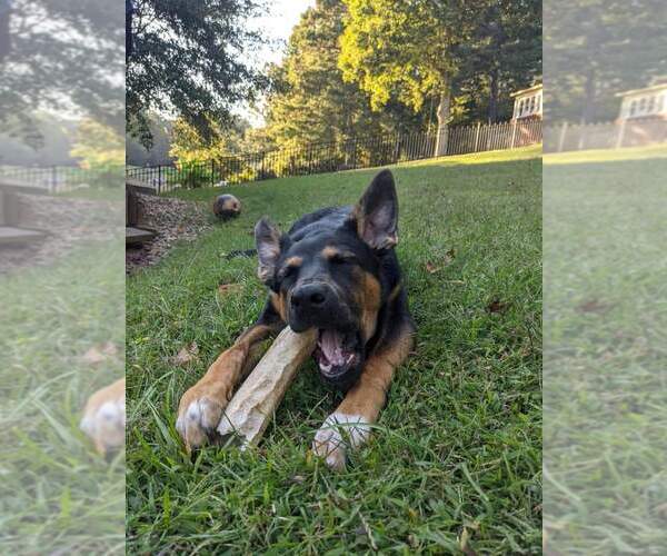 Medium Photo #7 German Shepherd Dog-Unknown Mix Puppy For Sale in La Grange , NC, USA