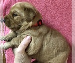 Small Photo #2 Golden Retriever Puppy For Sale in MCCOMB, MS, USA