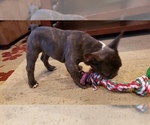 Small Photo #8 French Bulldog Puppy For Sale in BAYVILLE, NJ, USA