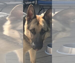 Flynn - Male German Shepherd Dog Dog for Adoption - Photo #2