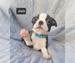 Small Photo #4 Boston Terrier Puppy For Sale in POMEROY, OH, USA