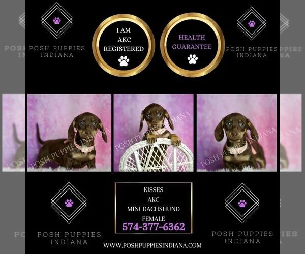 Medium Photo #56 Dachshund Puppy For Sale in WARSAW, IN, USA