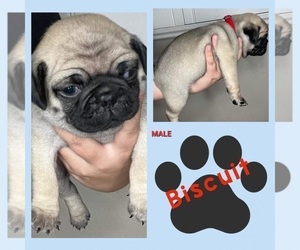 Pug Puppy for sale in CHINO, CA, USA