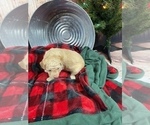 Small Photo #10 Aussiedoodle Miniature  Puppy For Sale in COMMERCE, MI, USA