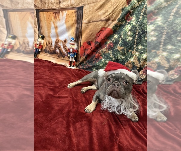 Medium Photo #1 French Bulldog Puppy For Sale in EAST LIVERPOOL, OH, USA