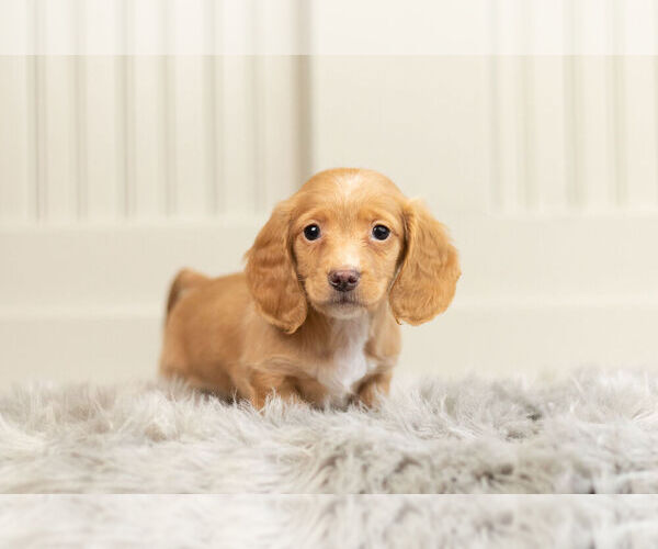 Medium Photo #4 Dachshund Puppy For Sale in WARSAW, IN, USA