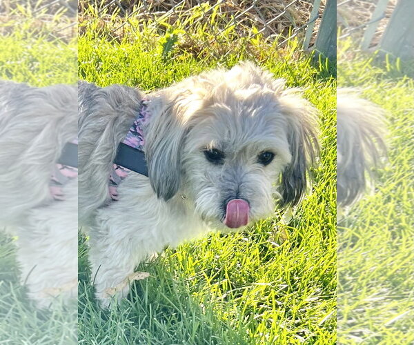 Medium Photo #1 Shih Tzu-Unknown Mix Puppy For Sale in Estherville, IA, USA
