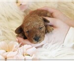 Puppy Flora Poodle (Toy)
