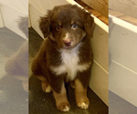 Small Photo #7 Australian Shepherd Puppy For Sale in CHARLESTON, SC, USA