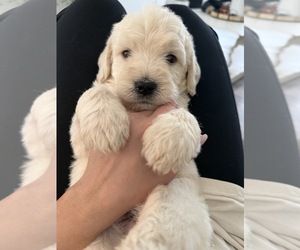 Labradoodle Puppy for sale in ADGER, AL, USA
