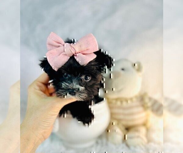 Medium Photo #11 Morkie Puppy For Sale in ORLANDO, FL, USA