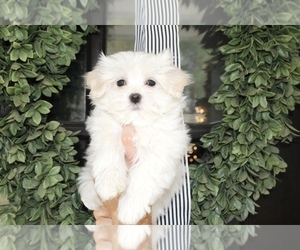 Maltese Puppy for sale in ROCKY MOUNT, NC, USA