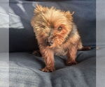 Small #1 Mutt