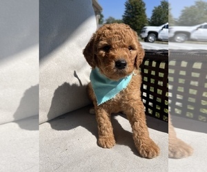 Goldendoodle (Miniature) Puppy for sale in EUGENE, MO, USA