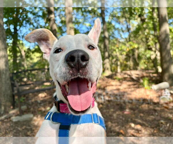 Medium Photo #3 Mutt Puppy For Sale in Sayreville, NJ, NJ, USA