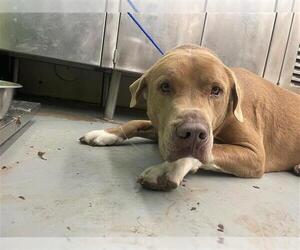 American Pit Bull Terrier-Unknown Mix Dogs for adoption in Waco, TX, USA
