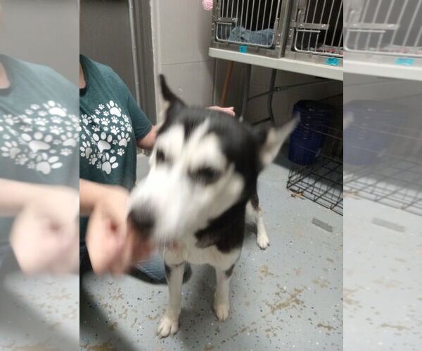 Medium Photo #3 Huskies -Unknown Mix Puppy For Sale in Pierceton , IN, USA