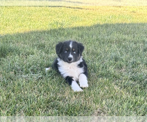 Medium Photo #3 Miniature Australian Shepherd Puppy For Sale in STRASBURG, CO, USA