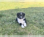 Small #2 Miniature Australian Shepherd