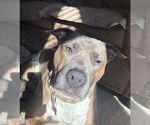 Small #14 American Pit Bull Terrier-American Staffordshire Terrier Mix