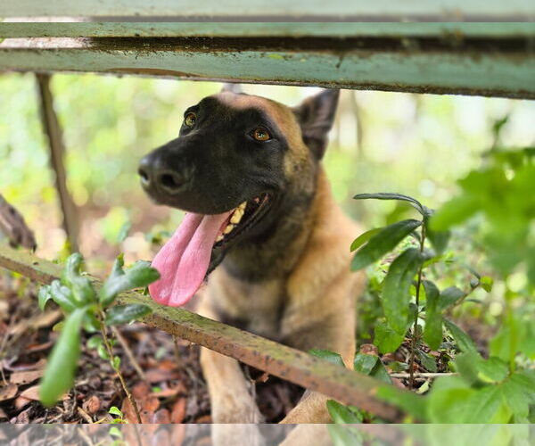 Medium Photo #3 Mutt Puppy For Sale in Imlay City, MI, USA