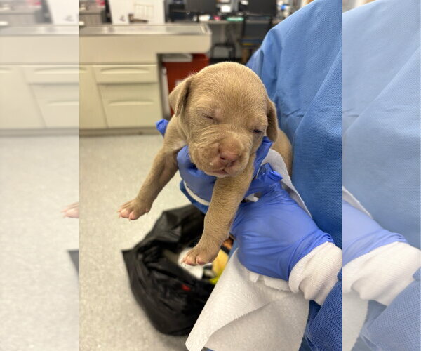 Medium Photo #4 Mutt Puppy For Sale in Sanford, FL, USA