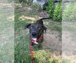 Small #2 Labrador Retriever Mix