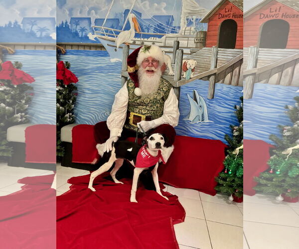 Medium Photo #3 Mutt Puppy For Sale in Hilton Head, SC, USA