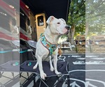Small #41 Boxer Mix
