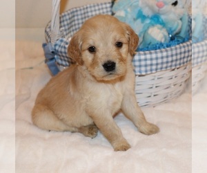 Goldendoodle Puppy for sale in BRIGHTON, MO, USA
