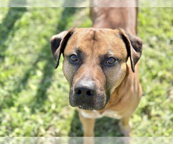 Medium Photo #1 Mutt Puppy For Sale in Tulsa, OK, USA