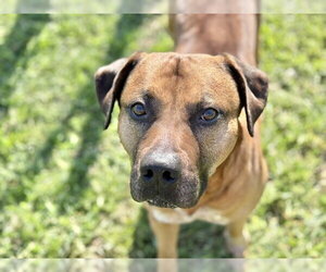 Mutt Dogs for adoption in Tulsa, OK, USA