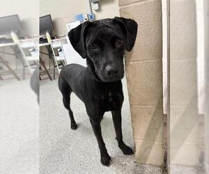 Labrador Retriever-Unknown Mix Dogs for adoption in Pasadena, TX, USA