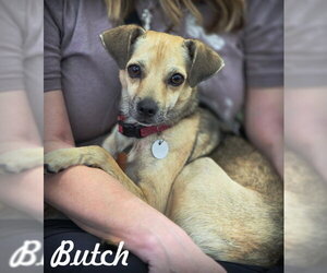 Chihuahua Dogs for adoption in Chino Hills, CA, USA