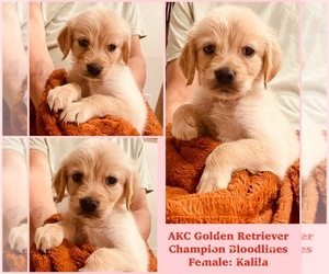 Golden Retriever Puppy for Sale in SUGAR LAND, Texas USA