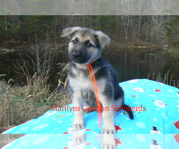 Medium Photo #4 German Shepherd Dog Puppy For Sale in PIEDMONT, MO, USA