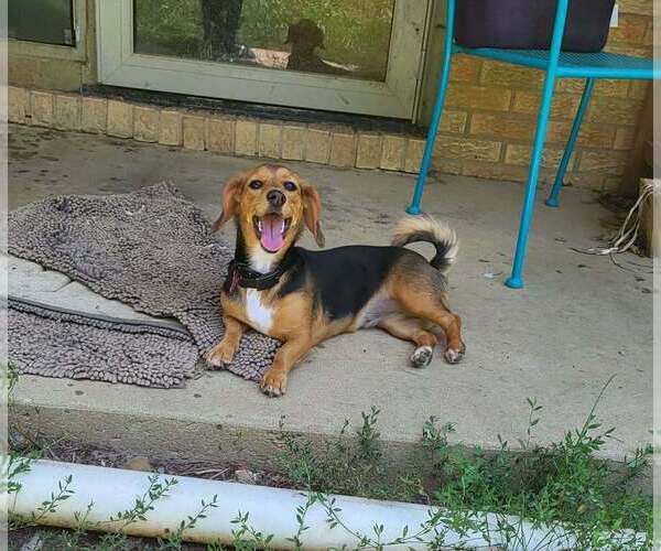 Medium Photo #3 Basset Hound-Chihuahua Mix Puppy For Sale in Aurora, IN, USA