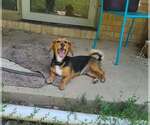 Small #2 Basset Hound-Chihuahua Mix